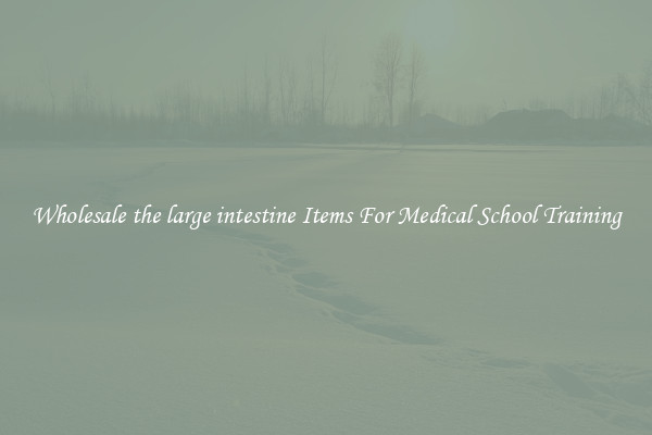 Wholesale the large intestine Items For Medical School Training